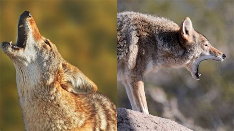 what does a coyote smell like