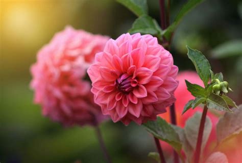 What Does A Dahlia Represent