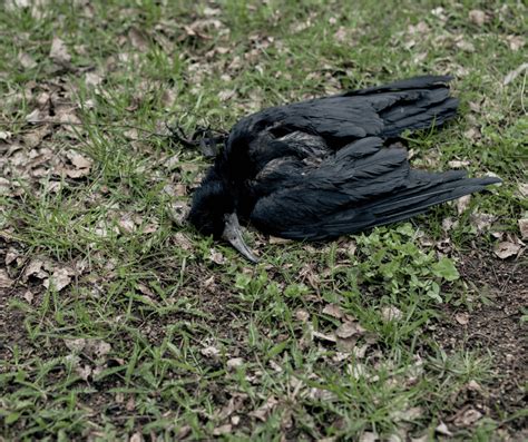 What Does Finding a Dead Crow Mean? Uncover the Mystery