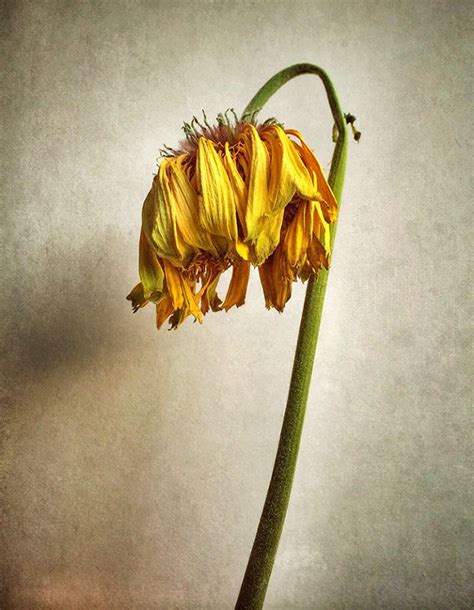 What Does A Dying Flower Represent