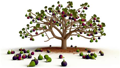 What Does A Fig Tree Symbolize