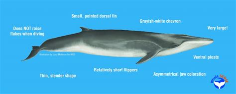 what does a fin whale look like