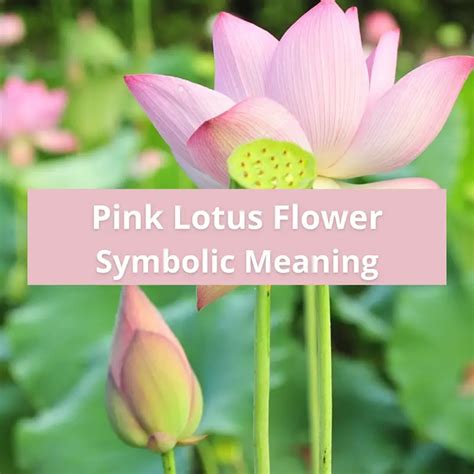 What Does A Flower Represent Spiritually