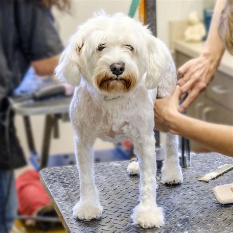 What Does A Full Dog Groom Include