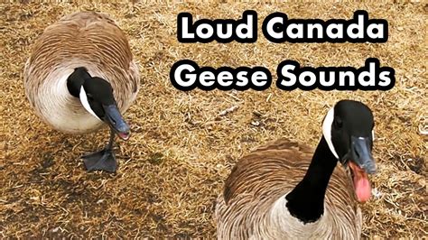 what does a goose sound like