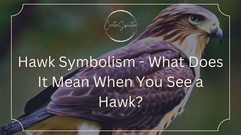 What Does A Hawk Represent