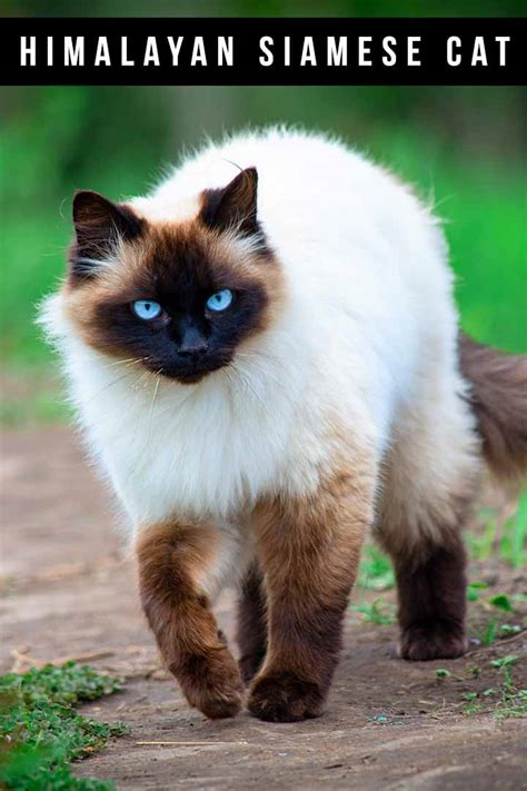 what does a himalayan cat look like