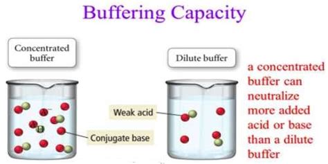 what does a large buffer capacity mean
