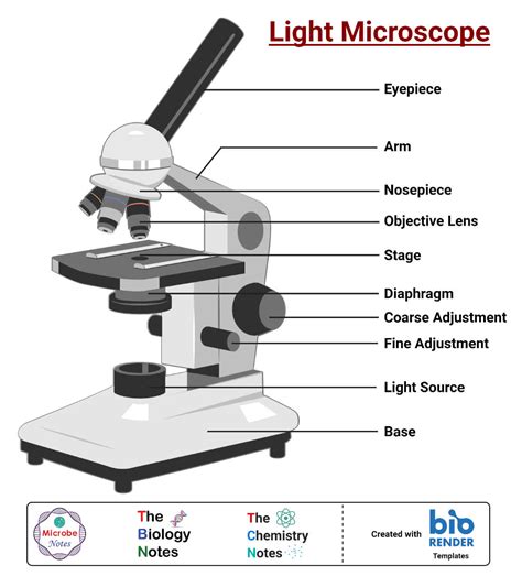 What Does A Light Microscope Use To View Specimens