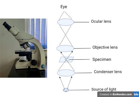 What Does A Light Microscope Work By