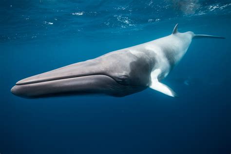 what does a minke whale look like