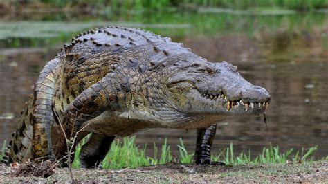 what does a nile crocodile look like