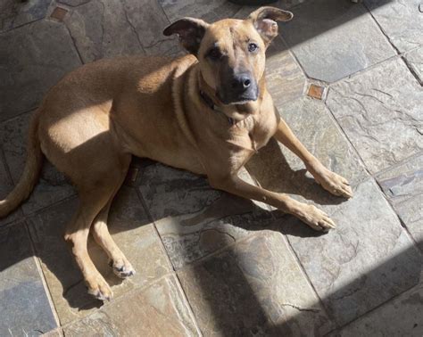 What Does A Normal Dog Look Like