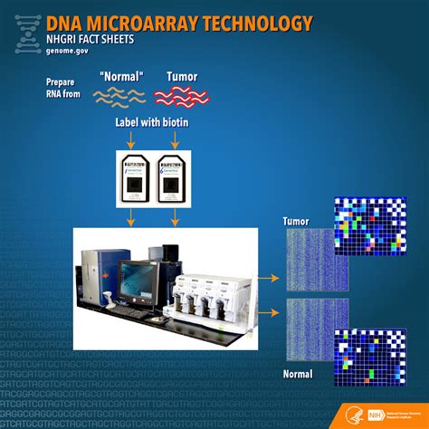 what does a normal microarray mean