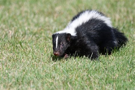 what does a polecat look like