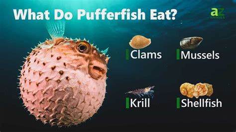 What Does A Pufferfish Do
