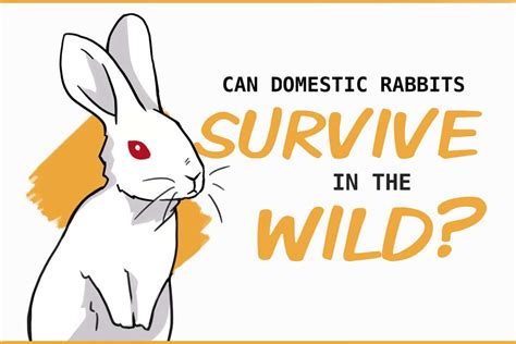What Does A Rabbit Need To Survive In The Wild