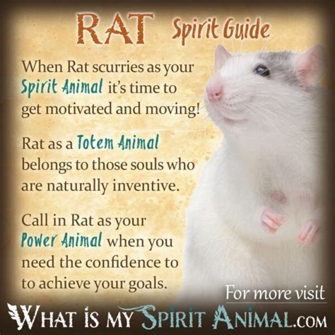 what does a rat represent