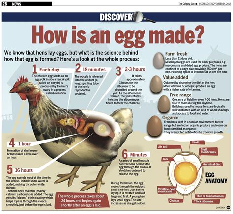 What Does A Rooster Do To Eggs
