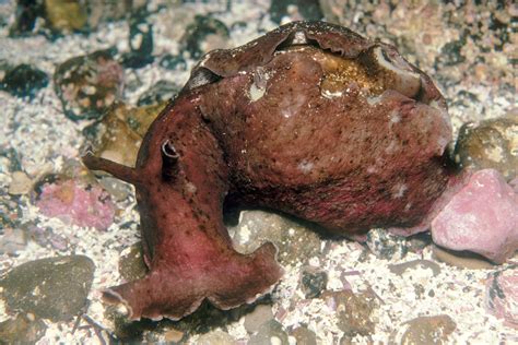 what does a sea hare eat