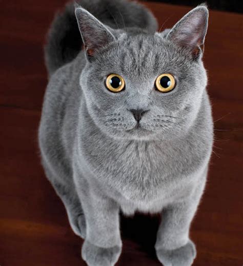  79 Stylish And Chic What Does A Shorthair Cat Look Like For Long Hair