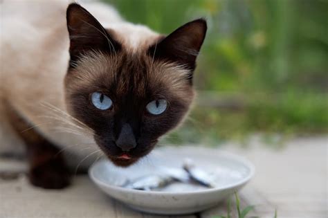 what does a siamese cat eat