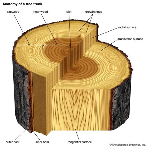 What Does A Tree Trunk Look Like