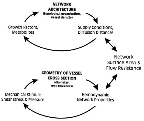 What Does A Vascular Bed Mean