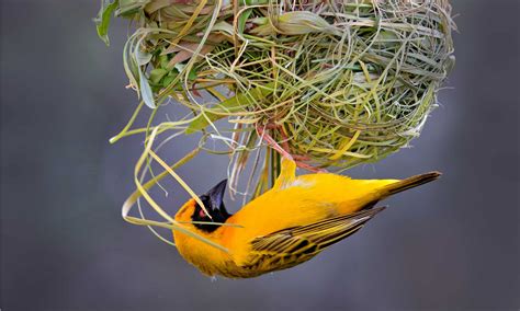 what does a weaver bird look like