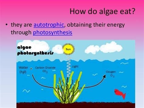 What Does Algae Do To Your Body