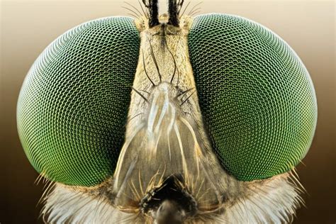 What Does An Insect See