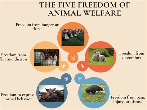 what does animal management mean