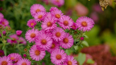 What Does Aster Flower Look Like