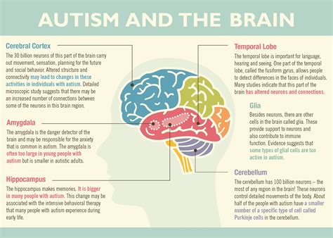 what does autism do to the brain