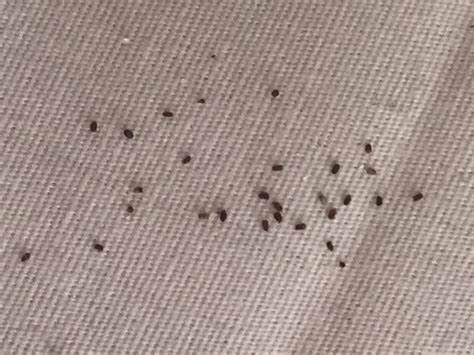 what does bed bug poop look like on sheets pictures