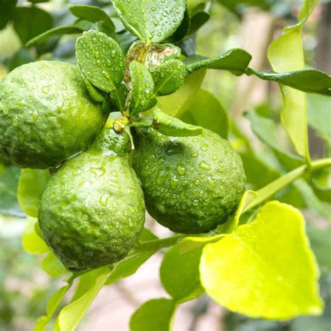 what does bergamot come from