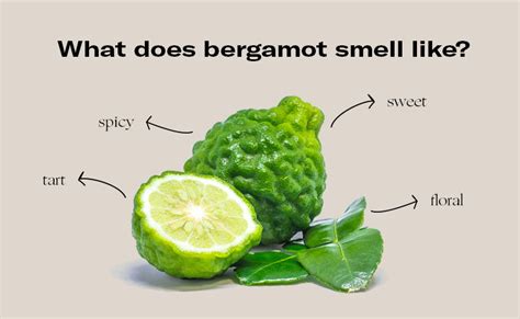 what does bergamot smell like smell like