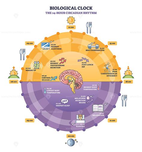 What Does Biological Clock Feel Like