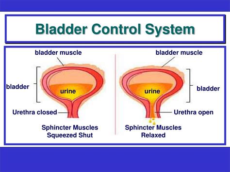 What Does Bladder Control Mean