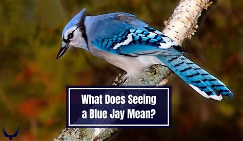 What Does Blue Jay Represent