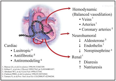 Understanding Heart Health: What Does BNP Measure in Your Blood Test?