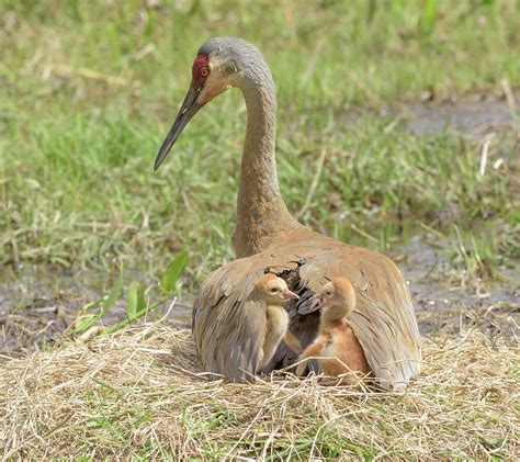 What Does Bunk Mate Mean