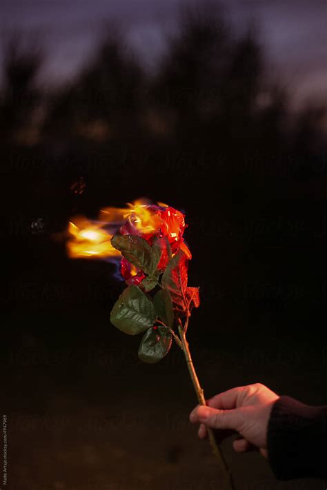 What Does Burning Rose Petals Do