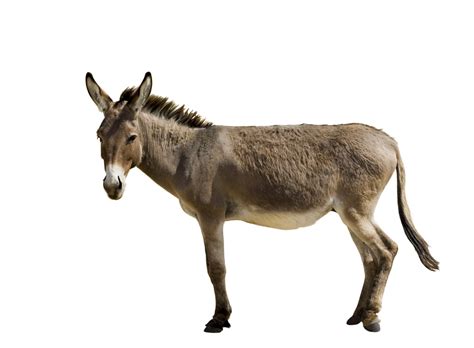 what does burro mean in english