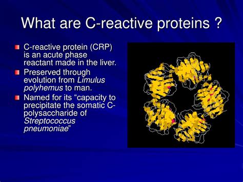 What Does C Stand For In C Reactive Protein
