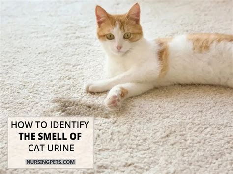 What Does Cat Pee Smell.like