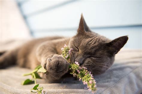 what does catnip do to cats