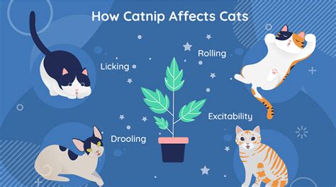 what does catnip do to cats in heat