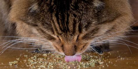 What Does Catnip Feel Like For Cats