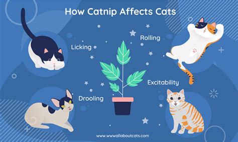 What Does Catnip Feel Like To Cats